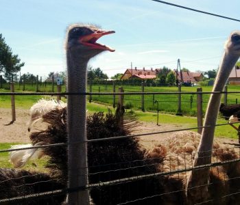The ostrich farm in Kniewo