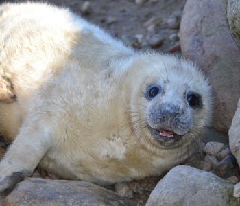 Seal Aquarium – the marine station in Hel