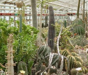 The Cactus Farm in Rumia