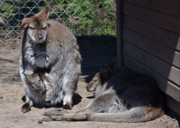 kangur rdzawoszyi centrum rodzinnej rekreacji w jantarze