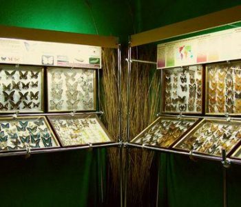 The Museum of Butterflies in Łeba