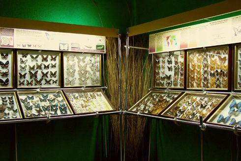 Muzeum Motyli w Łebie