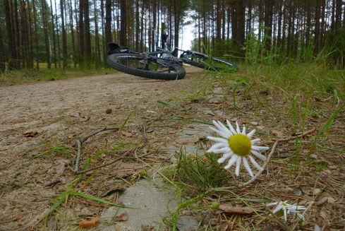 The yellow route “Kaszubska Marszruta”